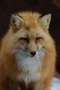 甜的红狐狸面对着惊人的标记可爱坐哺乳动物图片