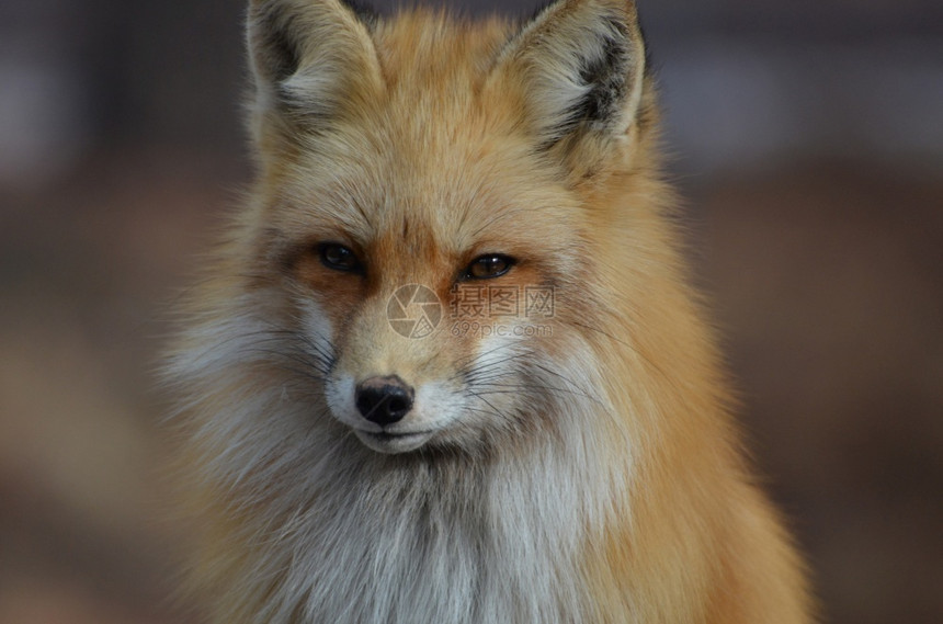 蓬松的美丽脸庞飞快红狐狸摄影荒野图片