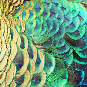 自然美丽的绿色孔雀羽毛纹理抽象背景颜色明亮的图片