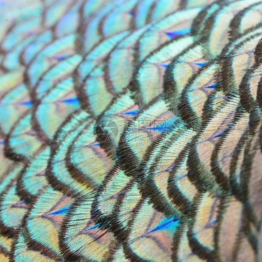 明亮的尾巴鸟美丽绿色孔雀羽毛纹理抽象背景图片