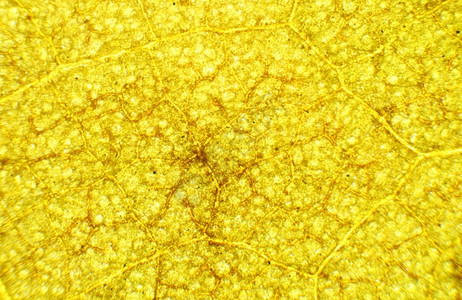 抽象的显微镜下hibicus针头背景Hibicus叶子药物图片