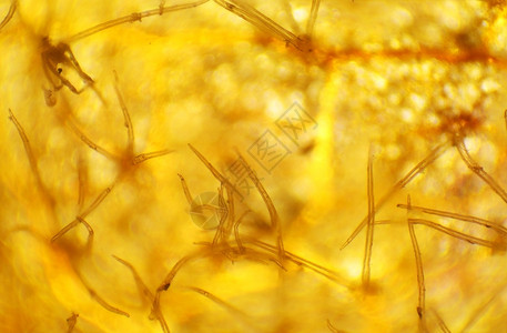 有机的显微镜下尖叶子背景问题研究照片图片