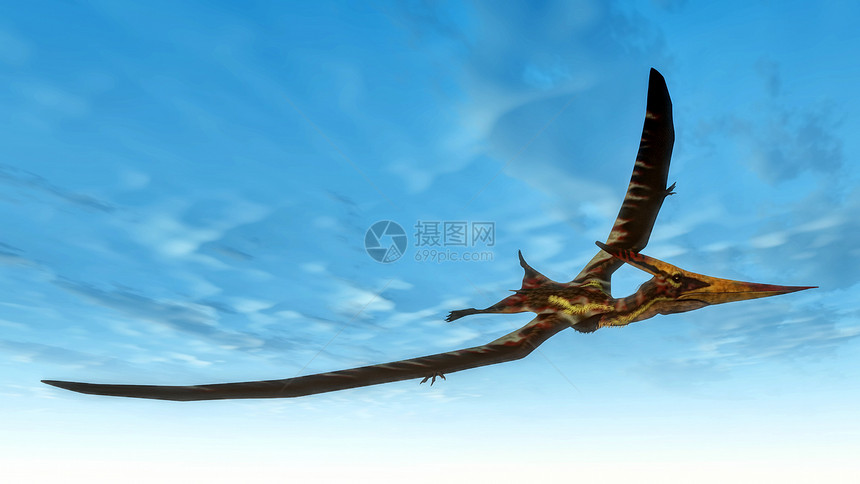 Pteranodon鸟在蓝天飞行3D使Pteranodon鸟飞3D数字的野生动物翼手龙图片