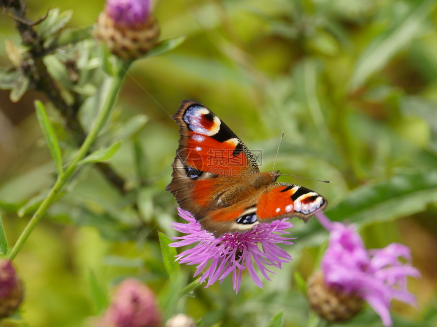 美丽的蝴蝶孔雀眼在花上喝蜜蛱蝶科翅膀图片