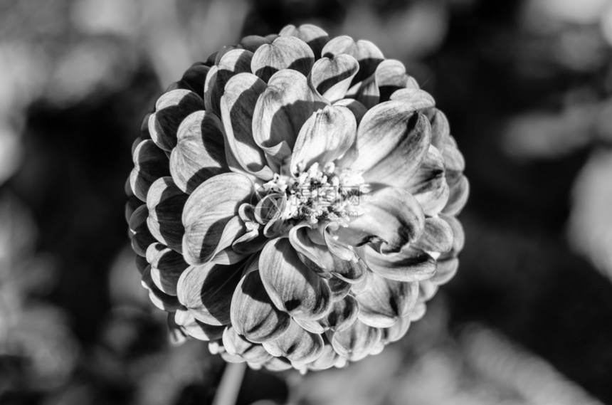 Dahlia花朵的黑色和白特端图像明亮的花园图片