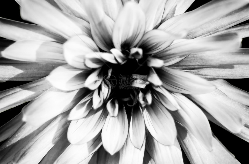 Dahlia花朵的黑色和白特端图像明亮的自然开花图片