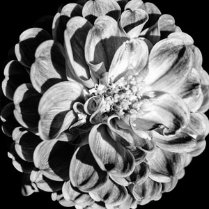 白色的植物Dahlia花朵的黑色和白特端图像明亮的图片