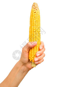 手上握着白色背景孤立的黄玉米手谷物保持白色的图片