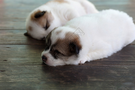 睡在木地板上的小狗图片