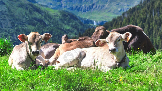 在草地上休息的牛图片