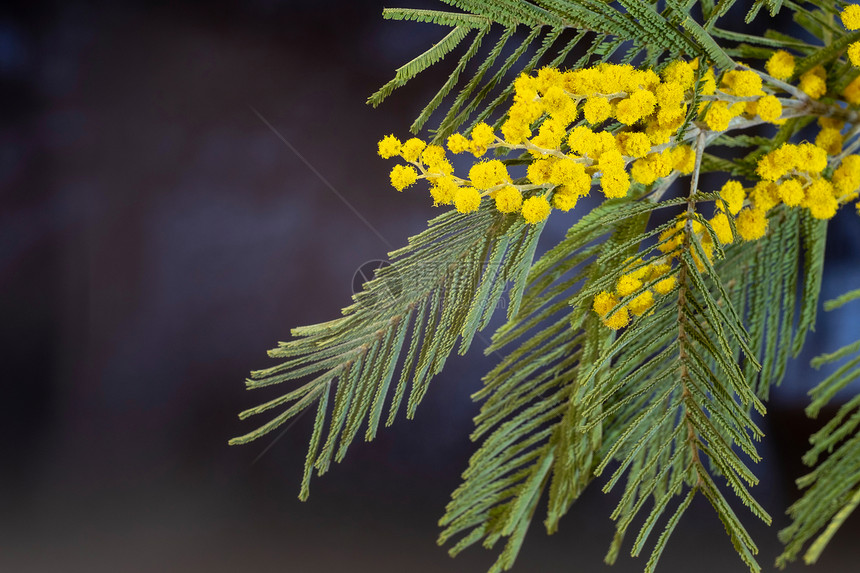 植物美丽的丰富多彩明亮黄色花朵含绿叶子的米莫萨拍近身图片