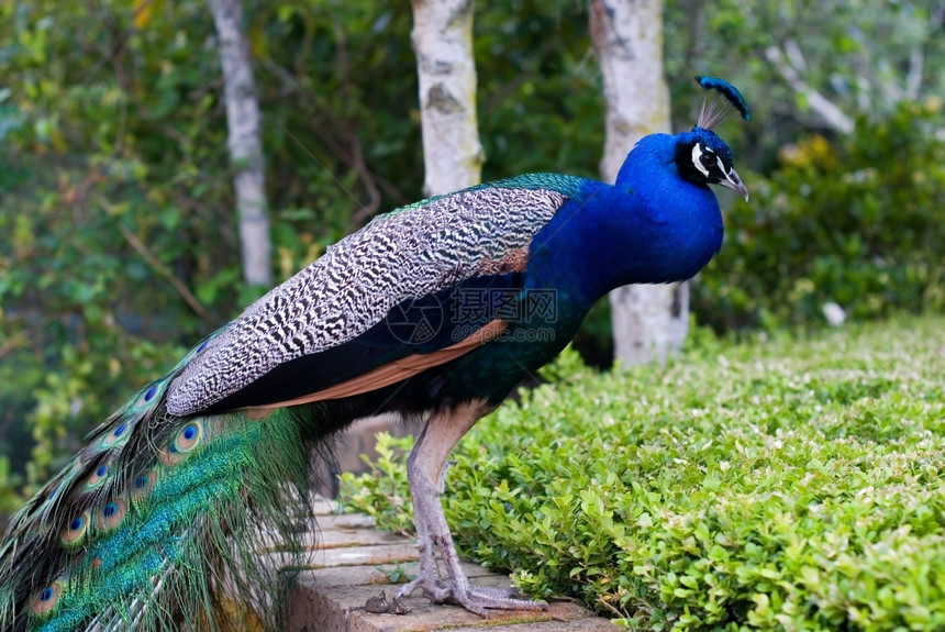 蓝色的男颜孔雀骄傲地展示了它多彩的羽毛图片