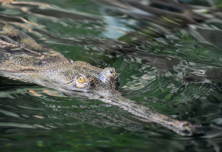 嘉维尔黄色的眼睛盯着水中鳄鱼稀有爬虫图片