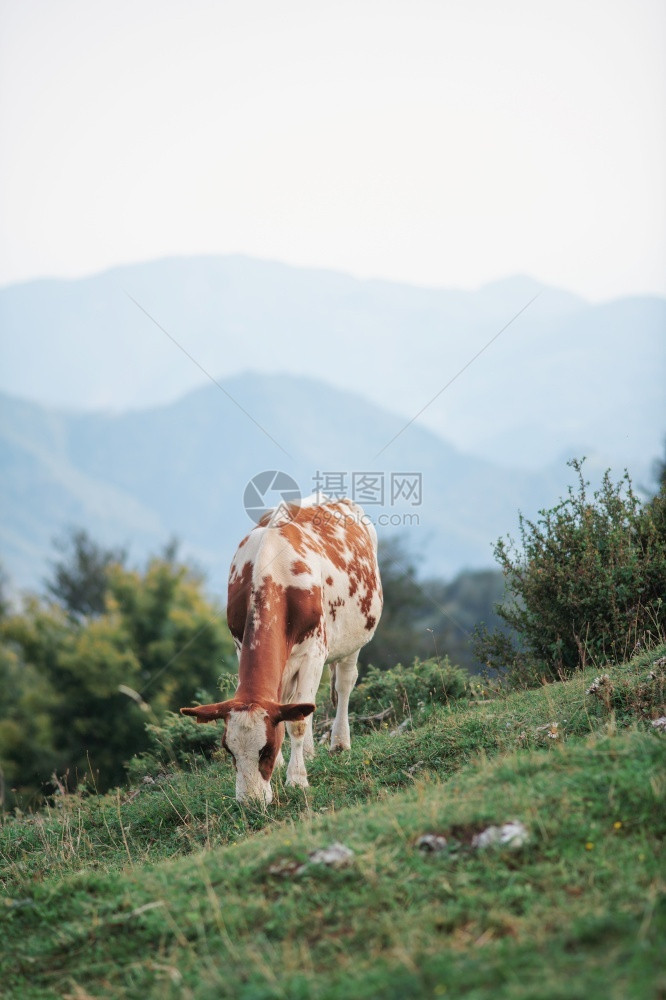 反刍动物哺乳品种意大利阿尔卑斯山上的牛放牧图片