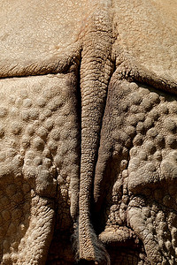 动物印度犀牛独立体螺旋形的独特皱纹皮肤和尾巴亚洲人户外图片