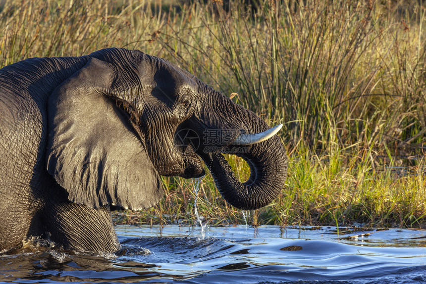 非洲博茨瓦纳北部乔贝河的非洲象形目艾伦喝图片