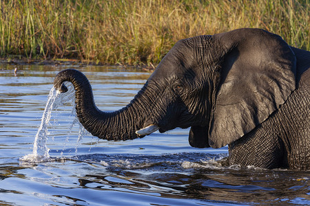 非洲博茨瓦纳北部乔贝河的非洲象大北方动物群图片