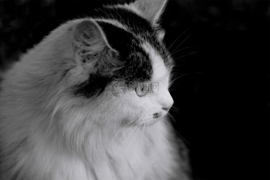 毛茸的黑色白猫毛绒肖像摄影图片
