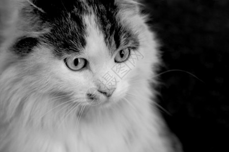 动物黑白猫毛绒的肖像科动物眼睛图片