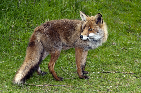 荷兰森林中的野红狐狸肖像自然草图片