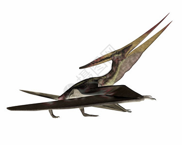 步行翼手龙数字的Pteranodon在白色背景下行走3D转化图片