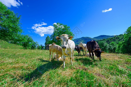 草地伦巴第夏天在意大利阿尔卑斯山上放牧牛场图片