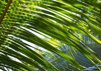 抽象的十二月棕榈叶后面的绿色树荫图案斯里兰卡亚洲树叶图片