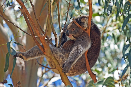 蓝胶尤加利旅行哺乳动物有袋澳大利亚鼠岛蓝树上放轻松的Koala背景
