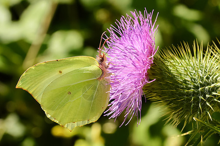 黄蝴蝶在花朵上的黄蝴蝶普通双石自然野生动物漏洞图片