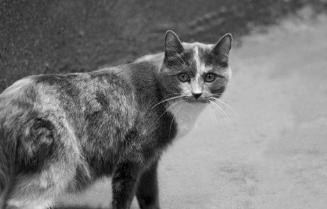 黑白斑猫的画面黑白图像宠物国内的关心图片