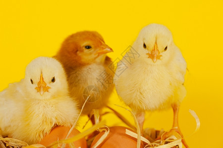 三个小鸡和鸡蛋背景图片