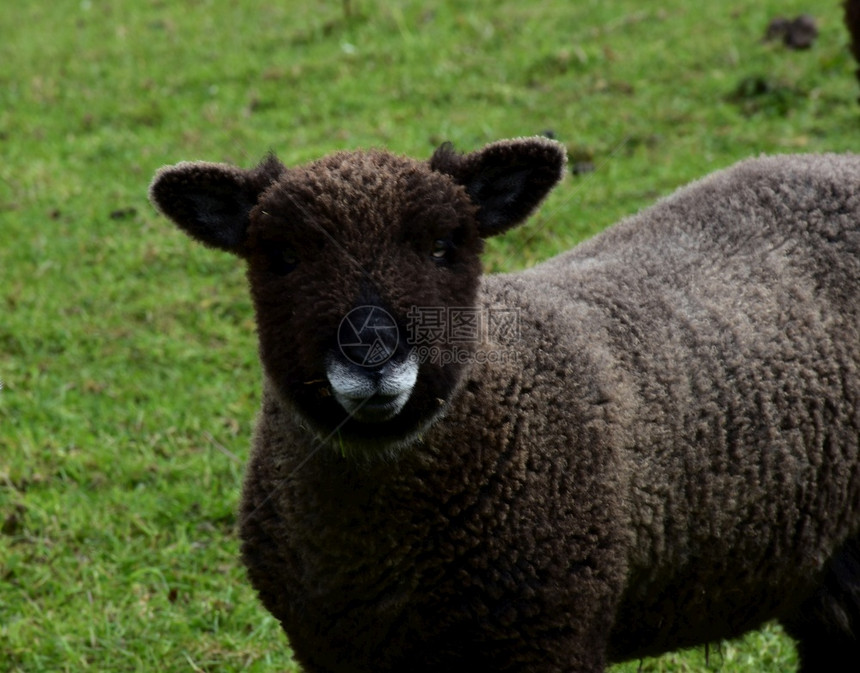 驯化的可爱英格兰北约克郡棕褐色黑麦羊羔图片