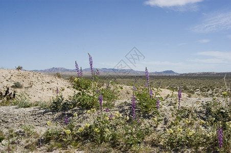 云羽扇豆粉色的沙漠地貌中库尔特人图片