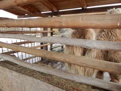 养蜂场农的骆驼荒野自然图片