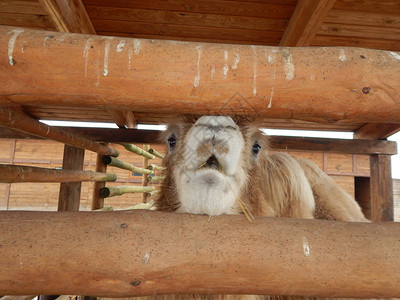 旅行夏天驼峰养蜂场农的骆驼图片