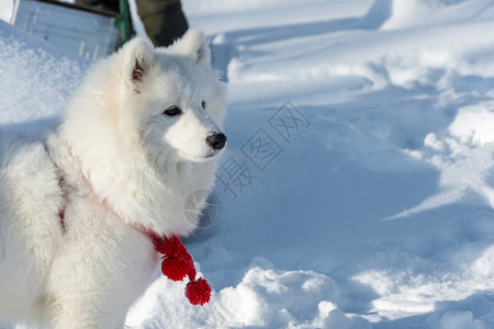 一只美丽的萨摩耶犬图片