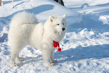 一只美丽的萨摩耶犬图片