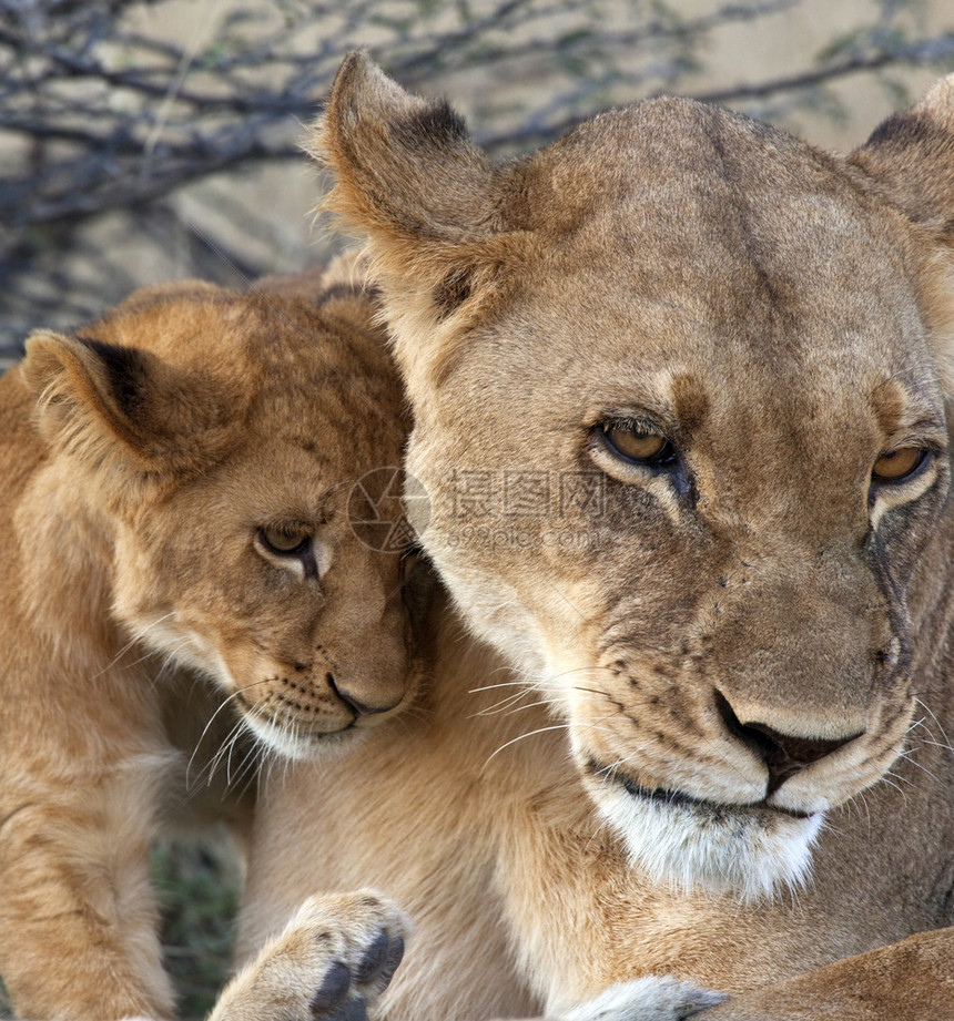荒野苹果浏览器在博茨瓦纳萨武提地区一只母狮及其幼崽PantheraLeo旅行图片