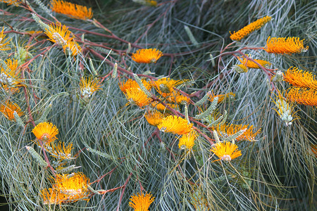 格雷维利亚黄色的美丽奥斯特拉利亚格丽维蜂蜜宝石黄色杏子花植物群图片
