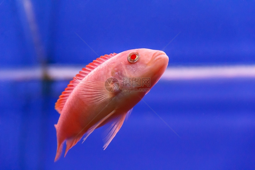 生活野动物在水族馆池中游泳的一条红鱼水平图片