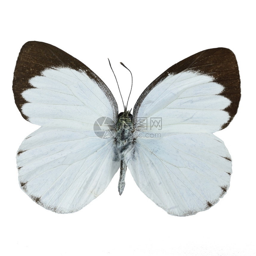 白色的昆虫和棕蝴蝶Delias蝴蝶DeliasBelisama白背景孤立漂亮的图片