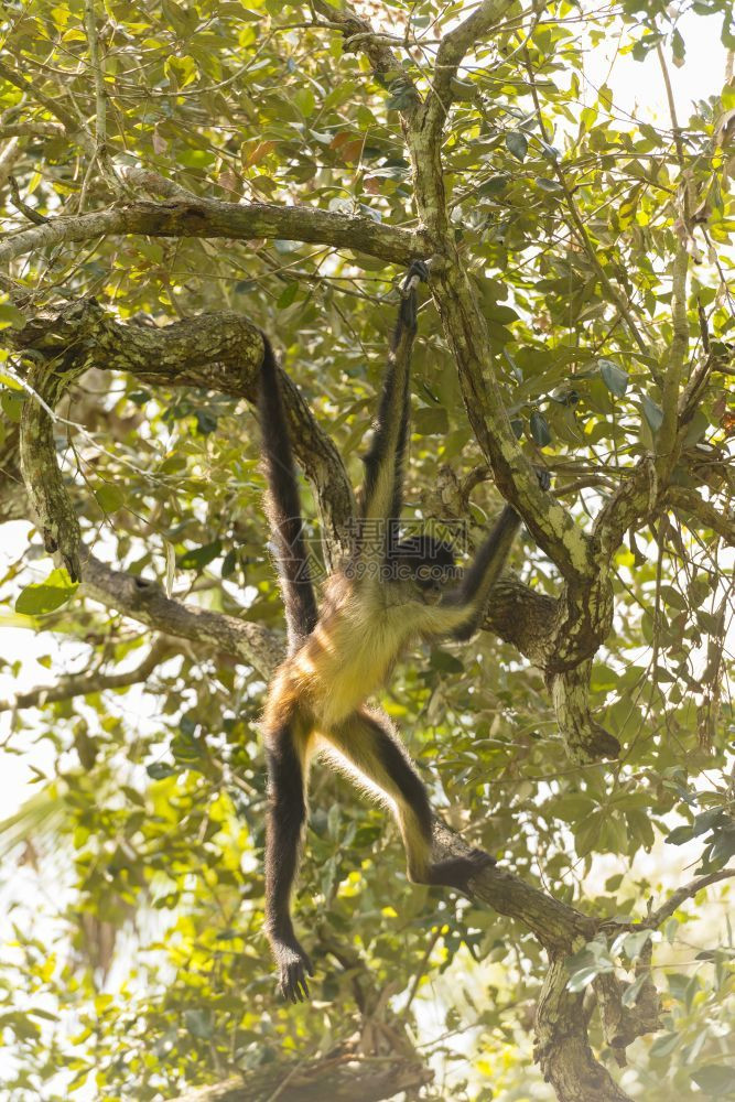 尤卡坦分会的蜘蛛猴子从林中树枝摇动从林中树枝摇动木丛林阿泰莱斯图片