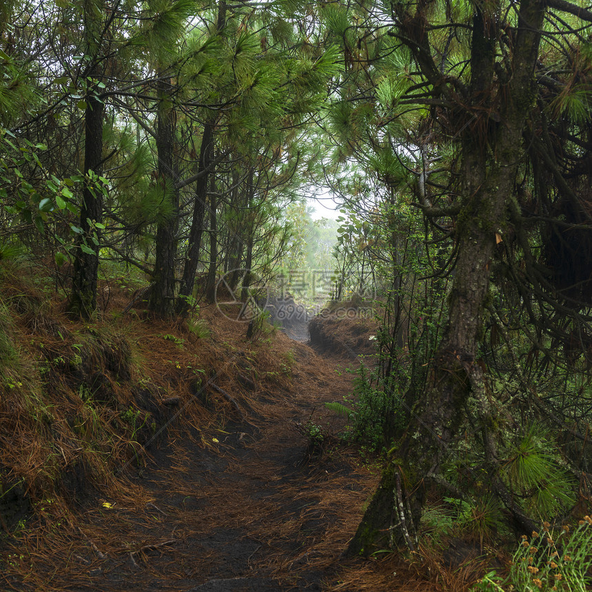 林地雨林穿越危地马拉阿卡特南戈火山上密林的足迹图片