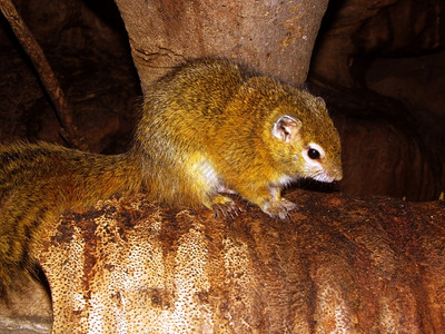自然野生动物夏天美丽红褐色非洲布希松鼠的近照图片
