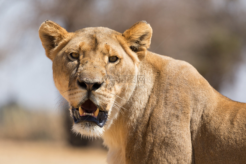 野生动物南非公园的一头母狮图片