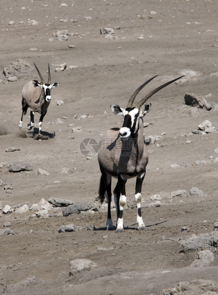 埃托沙纳米比亚Etosha公园的GemsbokOryx瞪羚旅游自然图片