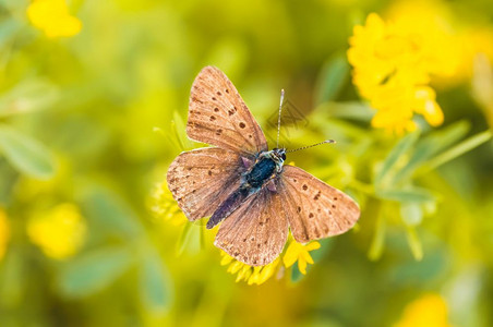 黄色的棕环保小蝴蝶黄花上有黑斑点的黄花图片
