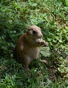 自然可爱的草原狗吃点零食一种地鼠图片