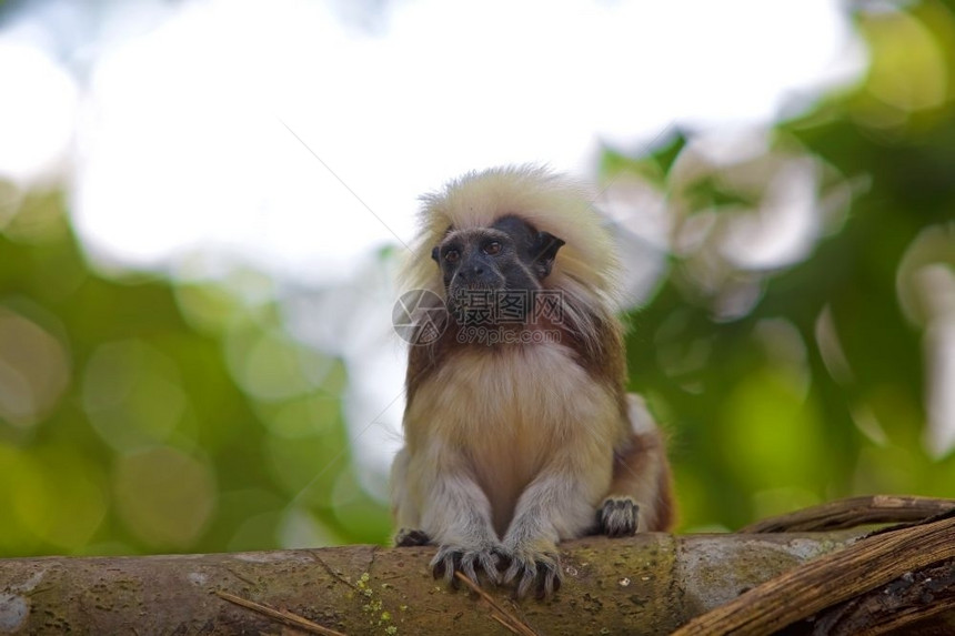 轮廓灵长类动物鬃毛哥伦比亚热带森林中的棉顶狨猴图片
