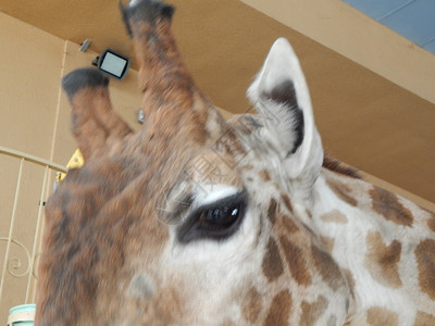 动物在室内Giraffe室内头和脚的详情荒野图片